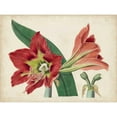 thumbnail image 3 of Curtis 24x19 Black Modern Framed Museum Art Print Titled - Amaryllis Splendor I, 3 of 5