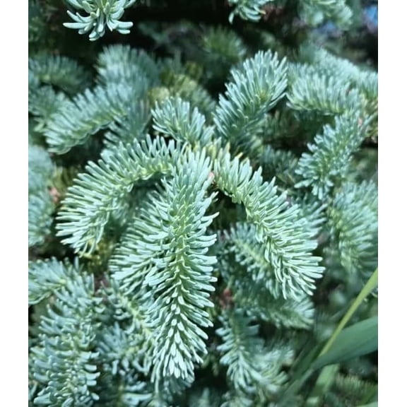 50 Blue Balsam Fir Tree Seeds for Planting