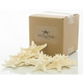thumbnail image 2 of Knobby Starfish | 12 White 2" to 3 1/2", 2 of 6
