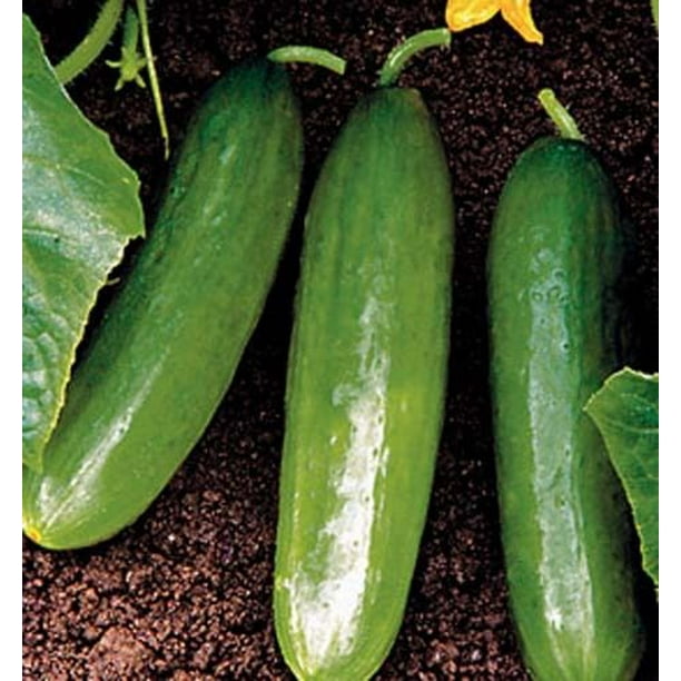 Cucumber Diva Hybrid Great Vegetable 10 Seeds - Walmart.com - Walmart.com