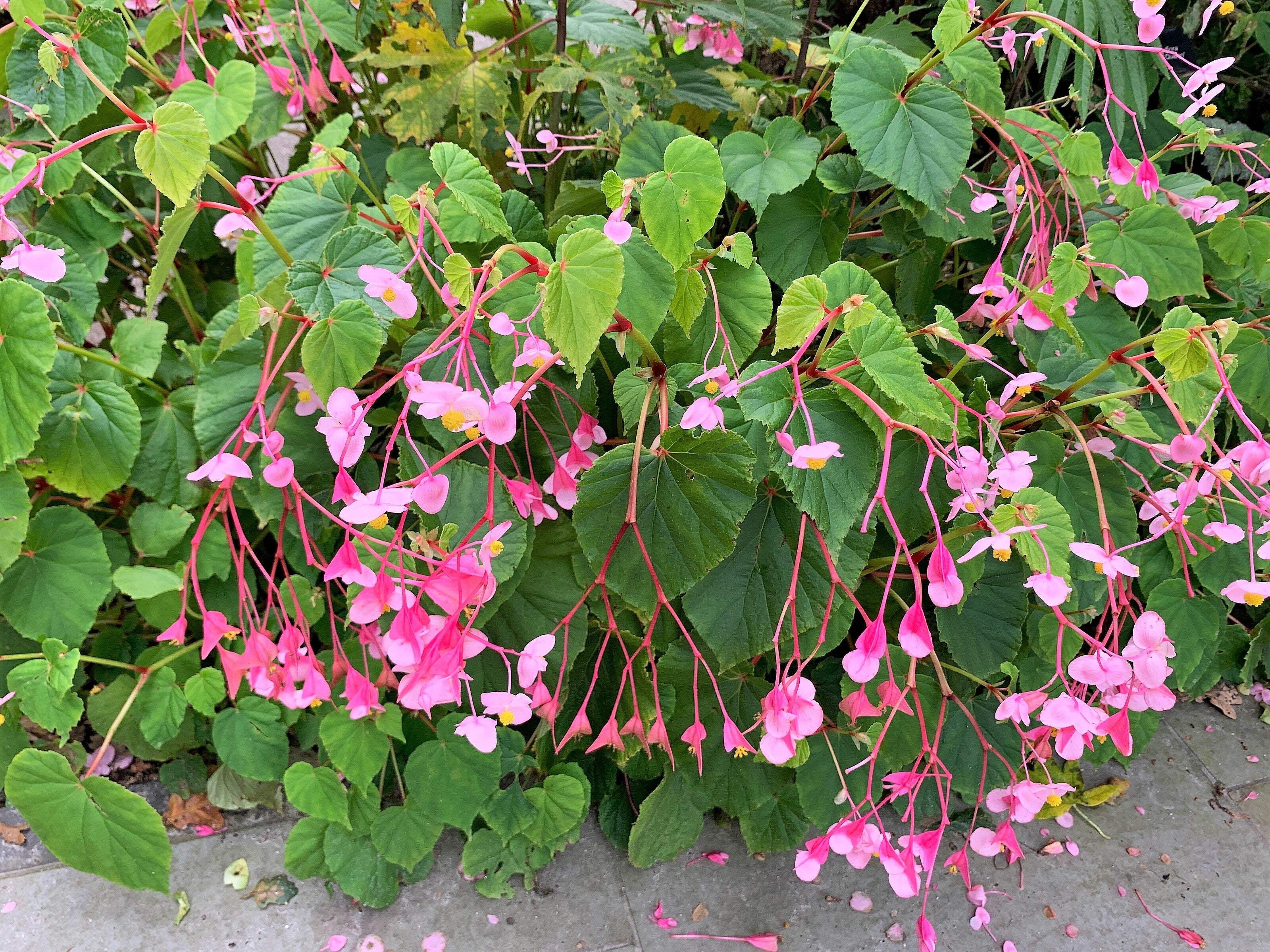 500 BULK HARDY BEGONIA Grandis Rose Pink Perennial Sun - Shade Flower Seeds
