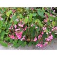 thumbnail image 4 of 500 BULK HARDY BEGONIA Grandis Rose Pink Perennial Sun - Shade Flower Seeds, 4 of 11
