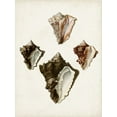 thumbnail image 2 of Sowerby, James 15x18 Black Ornate Wood Framed with Double Matting Museum Art Print Titled - Sowerby Shells III, 2 of 4