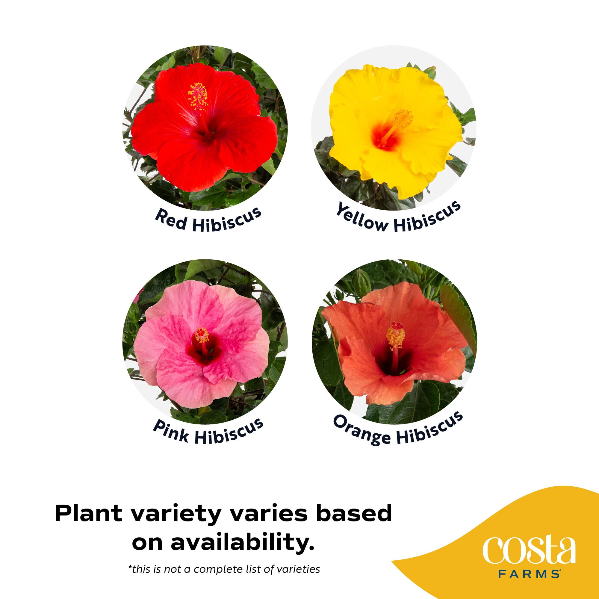Costa Farms Island Blooms Live Outdoor 20in. Tall Assorted Hibiscus; Full Sun Outdoors Plant in 5in. Grower Pot, 2-Pack