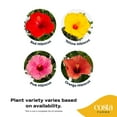 thumbnail image 5 of Island Blooms by Costa Farms 24" Tall Hibiscus, Direct Sunlight, Live Flowering Outdoor Plant, 2-Pk, 5 of 13