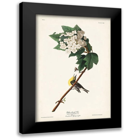Audubon, John James 11x14 Black Modern Framed Museum Art Print Titled - Pl. 119 Yellow-throated Vireo