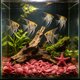 thumbnail image 5 of Piedras fluorescentes para acuario que brillan en la oscuridad: decoración de plástico fluorescente para peceras, conchas y piedras luminosas para paisajismo acuático nocturno, decoraciones, 5 of 6