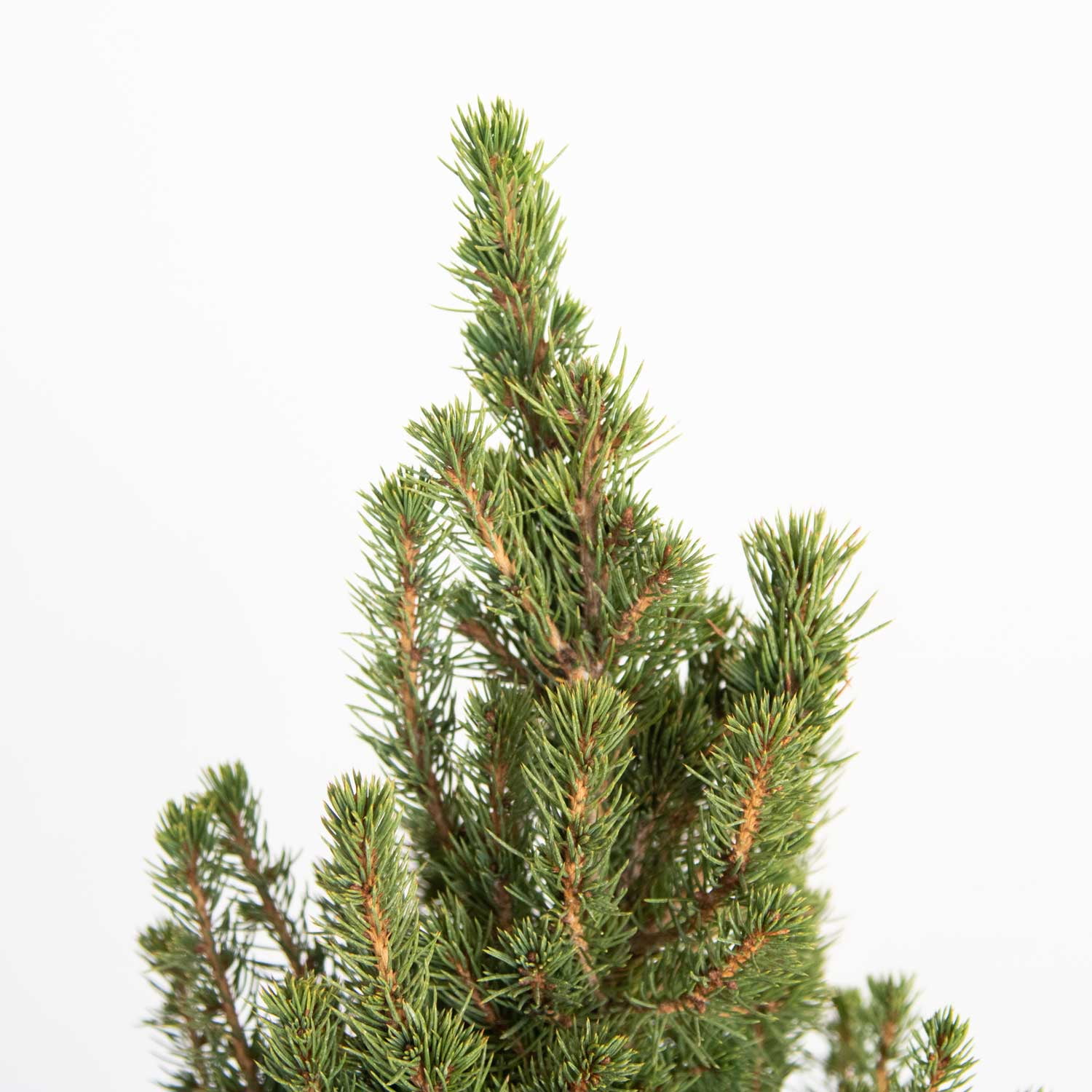 Dwarf Alberta Spruce (2.4 Gallon) Conical Evergreen Shrub/Tree - Full Sun Live Outdoor Plant