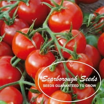 Scarborough Seeds Large Red Cherry Tomato 100 Seeds -Non-GMO