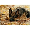 thumbnail image 1 of Fun Jigsaw Puzzle 500 Pieces for Adults German Shepherd Dog - Unique Suitable for Teenagers 20.5 x 15 In, 1 of 5