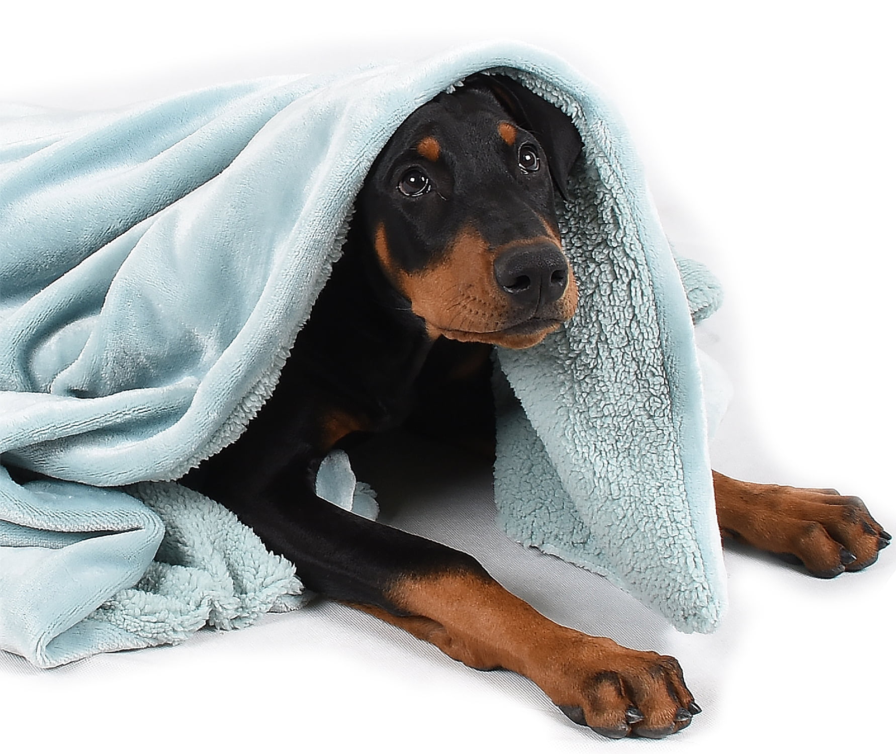 large dog blanket