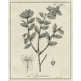 thumbnail image 2 of Vision Studio  12x14 White Modern Wood Framed Museum Art Print Titled - Antique Black and White Botanical VIII, 2 of 4
