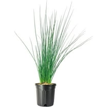 Blue Arrows Rush Grass  3 Live Gallon Size Plants  Juncus Inflexus  Drought Tolerant Low Maintenance Ornamental