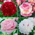 thumbnail image 2 of 10+ Seeds| Lifetime Peony Collection Flower Seeds for planting in the garden- perennial plant #B052 [BUY 3 GET 1 FREE ], 2 of 2