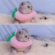 thumbnail image 5 of Creative Peach Shaped Collar for Cat, Cute Cat Headdress, Pet Cat Cosplay Makeup Cap, Pet Cartoon Co, 5 of 5