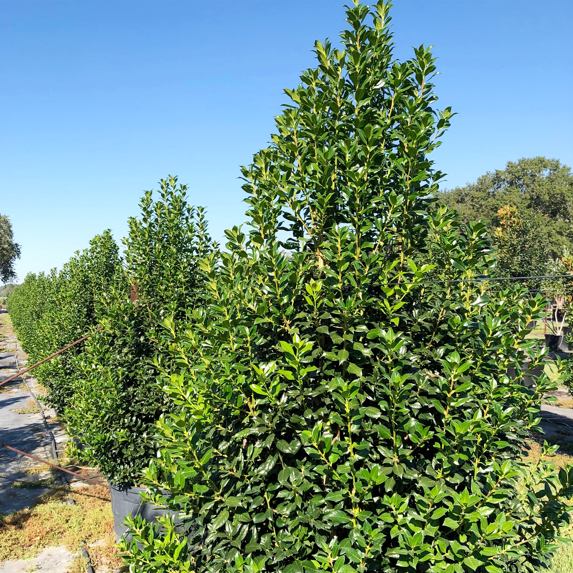 Southern Living Holly Nelliet Live Shrub (5 Gallon)