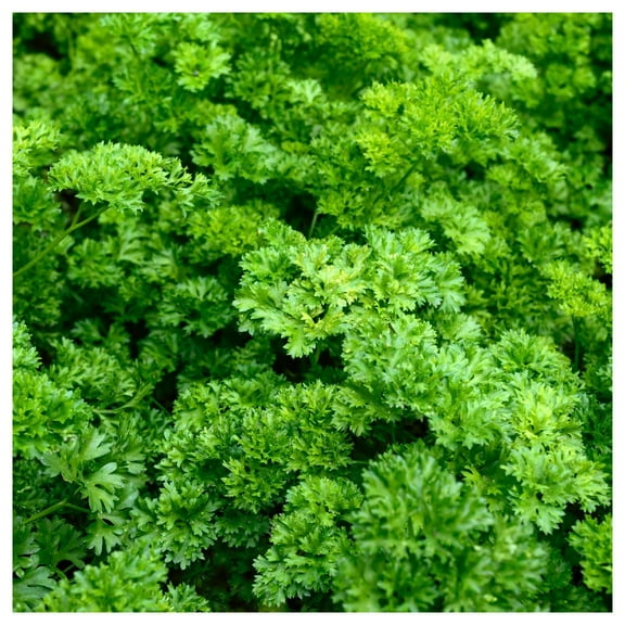 Everwilde Farms - 1 oz Forest Green Parsley Seeds - Gold Vault Bulk Seed Packet