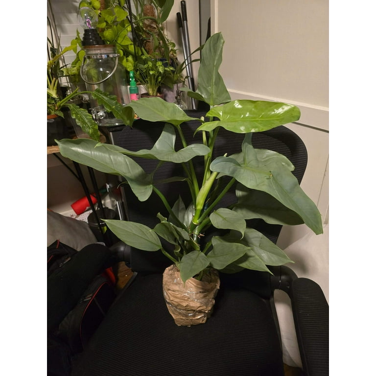 6 inch pot - 20"+ tall XL Philodendron Silver Sword, also known as  Philodendron Hastatum - Beautiful house plant - get one similar -  Walmart.com