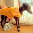 thumbnail image 5 of Dog Raincoat Waterproof Large Pet Dog Rain Jackets with Hood Safety for Dog, 5 of 17