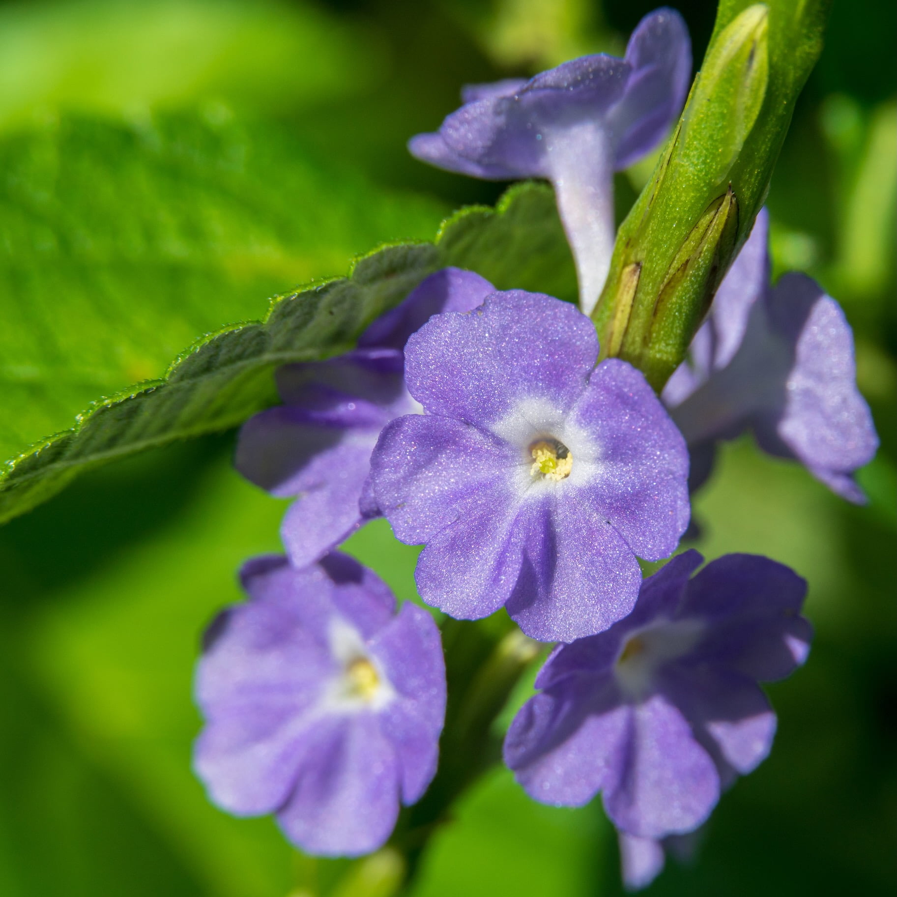 Blue Porterweed Live Plant Stachytarpheta cayennensis Wellspring