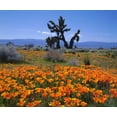 thumbnail image 2 of Talbot Frank, Christopher 30x26 Black Ornate Wood Framed with Double Matting Museum Art Print Titled - CA, California Poppies and a Joshua Tree, 2 of 4