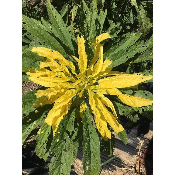 Joseph's Coat Amaranthus Yellow Amaranth Summer Poinsettia Premium Seeds Packet