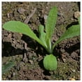 thumbnail image 3 of Everwilde Farms - 1 oz Tall Pink Bachelor Button Cornflower Garden Flower Seeds - Gold Vault Bulk Seed Packet, 3 of 3