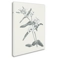 thumbnail image 2 of Trademark Fine Art 'Neutral Botanical IV' Canvas Art by Wild Apple Portfolio, 2 of 3