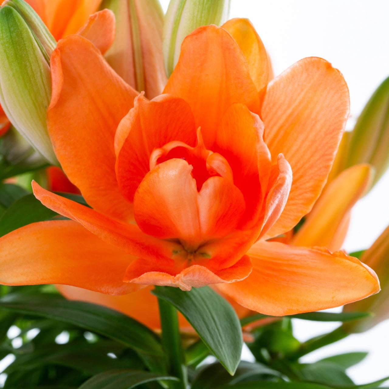 3-PK Better Homes & Gardens 2QT Asiatic Lilies Tiny Double Dutch Orange Live Plant Grower Pot Full Sun