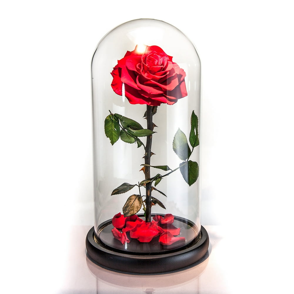 Beauty and The Beast Handmade Preserved Eternal Rose with Fallen Petals