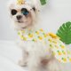 thumbnail image 3 of Ropa para perros, camisa a rayas para cachorros, paquete de 2 camisetas de marinero para mascotas, chaleco de verano, ropa para perros pequeños, medianos, grandes, niños, niñas, perros y gatos Namotu CZCW-ZC464-4, 3 of 7