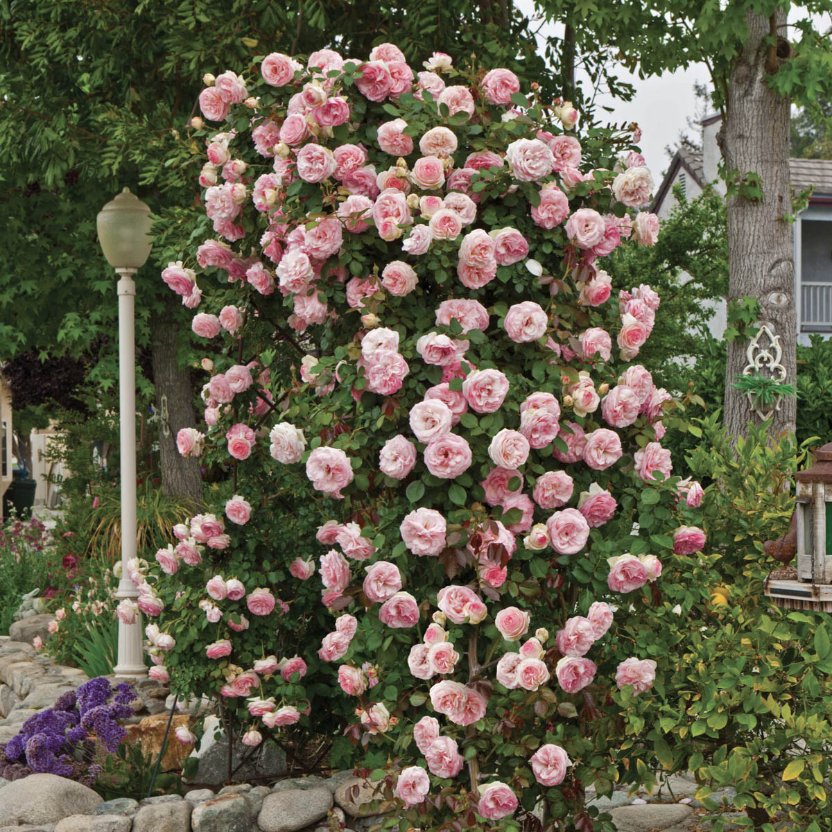 Pearly Gates Climbing Rose, 3 Gallon Potted Potted Flowering Plant (1-Pack) - image 2 of 3