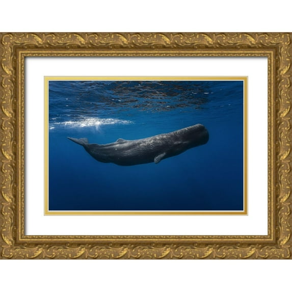 Gabriel, Barathieu 18x13 Gold Ornate Wood Framed with Double Matting Museum Art Print Titled - Sperm whale