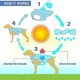 thumbnail image 3 of Chaleco de enfriamiento para perros, abrigo más fresco por evaporación para mascotas, material reflectante, correas ajustables,, 3 of 3