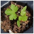 thumbnail image 3 of Everwilde Farms - 1 lb Italian Giant Parsley Seeds - Gold Vault Bulk Seed Packet, 3 of 3