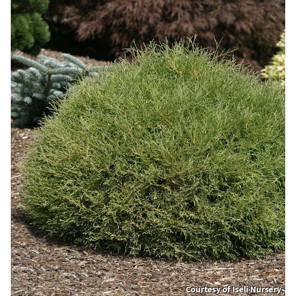 Mr. Bowling Ball Arborvitae - 2 Gallon Evergreen Shrub