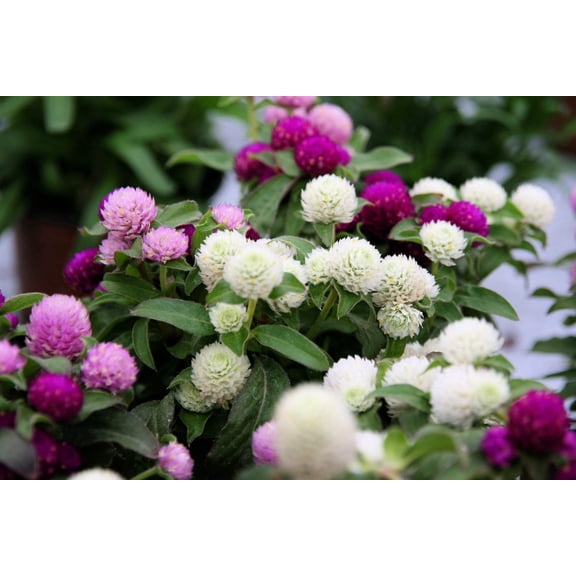 50 GLOBE AMARANTH MIX Gomphrena Globosa Mixed Colors Amaranthus Flower Seeds