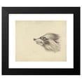 thumbnail image 2 of James Sowerby 14x12 Black Modern Framed Museum Art Print Titled - Head of a Racoon, 2 of 5