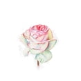 thumbnail image 3 of Shefranov, Olga 18x15 Black Modern Framed Museum Art Print Titled - Rose, 3 of 5