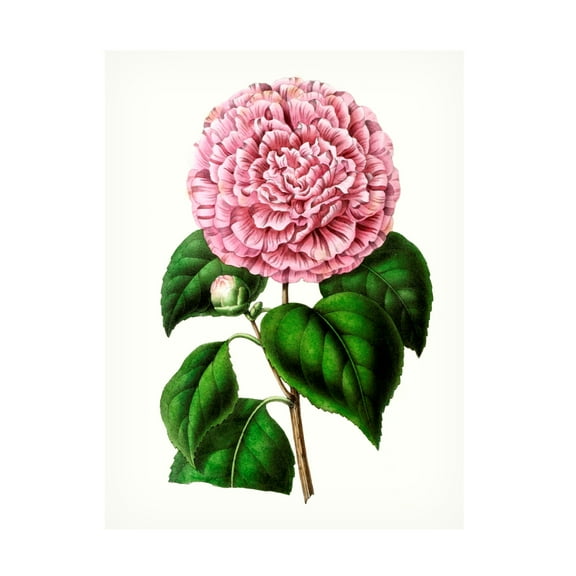 Unknown 'Grand Blooms II' Canvas Art