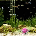 thumbnail image 2 of GOOHOCHY Plants for Aquarium 4Pcs Assorted Color Easy to Clean Realistic Style, 2 of 7