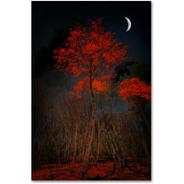 Trademark Fine Art "The Why" Canvas Art by Philippe Sainte-Laudy