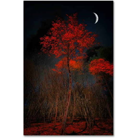 Trademark Fine Art "The Why" Canvas Art by Philippe Sainte-Laudy