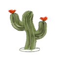 thumbnail image 1 of Rustic Arrow 102019 Mini-Cactus Curvy&44; Vert, 1 of 1