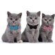 thumbnail image 3 of Collar antiestrangulamiento CHAO para gato ajustable con campana y pajarita 3 colores, 3 of 5