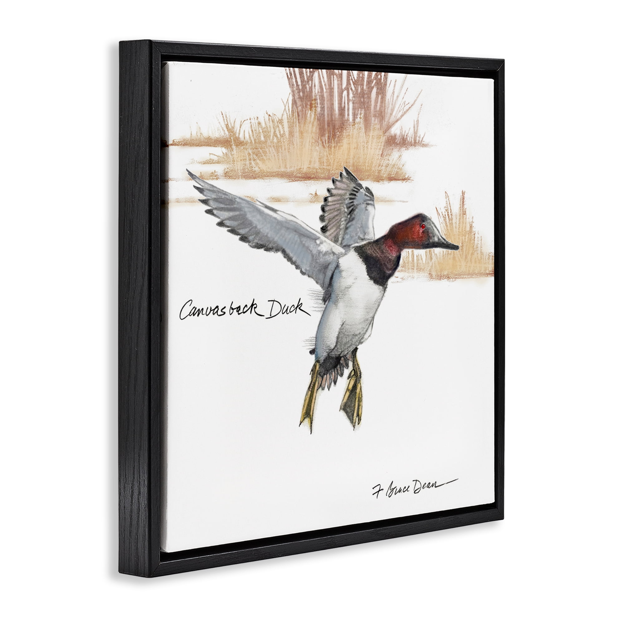 Stupell Industries Canvasback Duck Flying Animals Painting Black Floater Framed Canvas Art Print Wall Art, 18 x 18