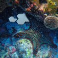 thumbnail image 4 of EeaseMX 10 bases de cerámica para corales de acuario, soporte para fragmentos de coral, suministros para pecera, 4 of 8