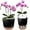 Black, variant on Self Watering Orchid Pots for Indoor Plants,5.8 Inch Macetas para Orqudeas,Flower Pots for Indoor Plants with Holes(Black)