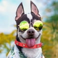 thumbnail image 6 of 4 Pieces Spiked Studded Cat Collar Artificial Leather Pet Collars Adjustable Studded Cat Collar with Spikes for Small Dogs Puppy (Black, Blue, Red, Pink), 6 of 7