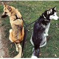 thumbnail image 4 of Dog Leash, Double Leash for 2 Dogs, Reflective, Training and Training, 360 Tangle Free, 4 of 4